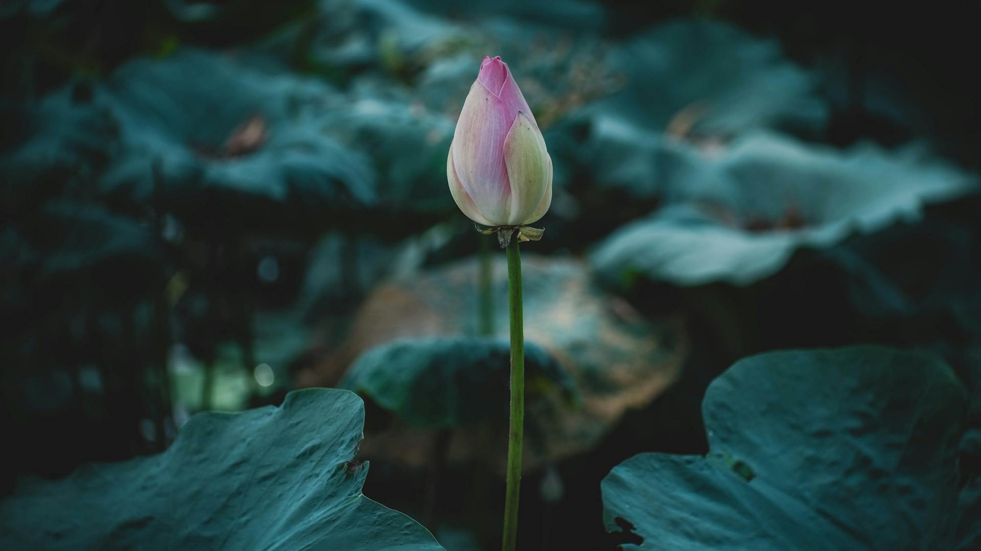 Capture the authentic charm of Vietnam’s lush scene